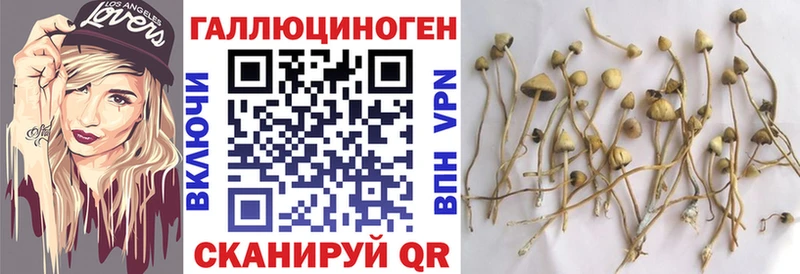 Галлюциногенные грибы Psilocybine cubensis  Зеленокумск 